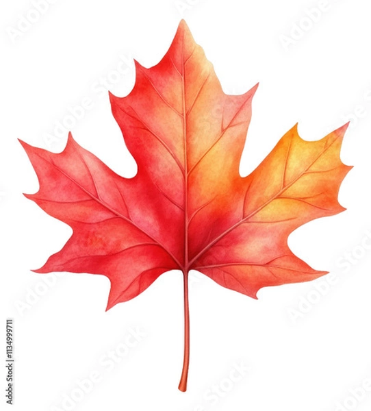Fototapeta Vibrant red maple leaf showcasing autumn colors and intricate details