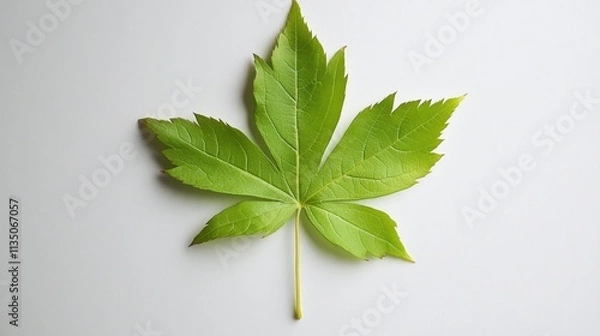 Fototapeta A Single Green Maple Leaf on White Background