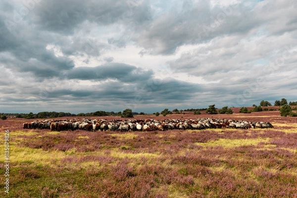 Obraz Große Heidschnucken- und Ziegenherde in der Lüneburger Heide bei Niederhaverbeck
