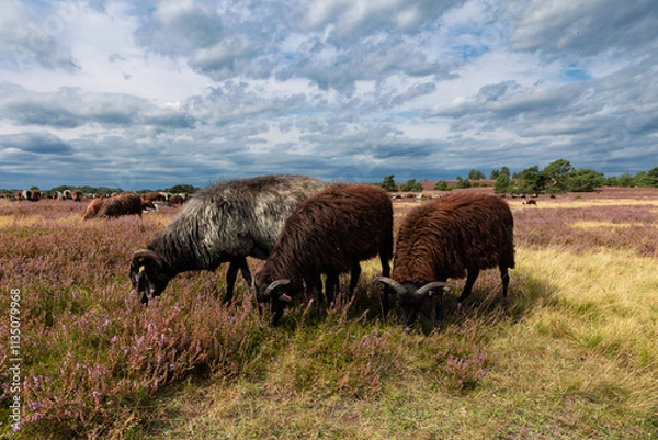 Obraz Große Heidschnucken- und Ziegenherde in der Lüneburger Heide bei Niederhaverbeck