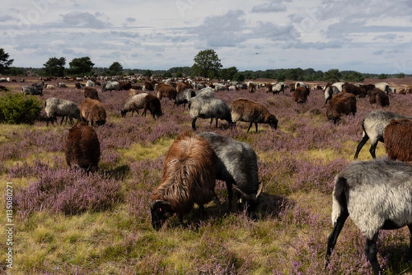 Obraz Große Heidschnucken- und Ziegenherde in der Lüneburger Heide bei Niederhaverbeck