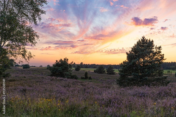 Obraz Farbenprächtiger Sonnenuntergang in der Lüneburger Heide bei Undeloh