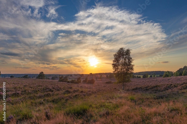Obraz Farbenprächtiger Sonnenuntergang in der Lüneburger Heide bei Undeloh