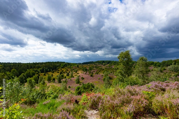Fototapeta Tolle Aussicht in den Totengrund aus osten unter nahenden Gewitterwolken in der Lüneburger Heide