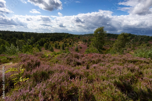 Fototapeta Tolle Aussicht in den Totengrund aus osten unter nahenden Gewitterwolken in der Lüneburger Heide