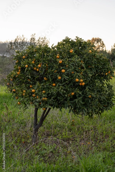 Obraz orange tree in the orchard