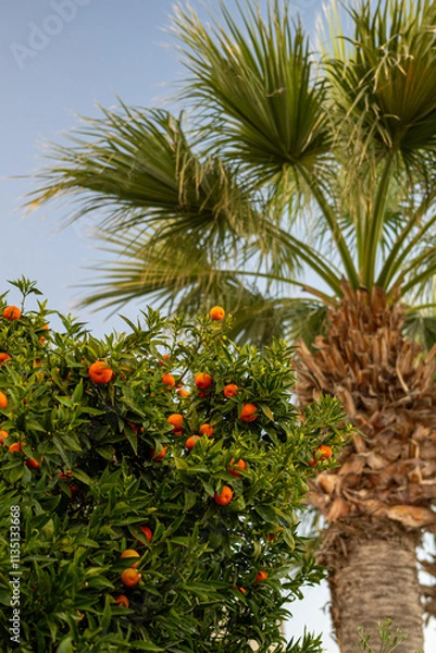 Fototapeta orange tree near palm tree