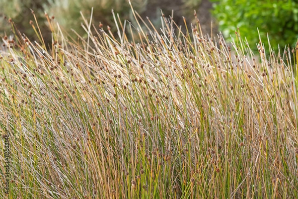Fototapeta Closeup of Knotted club-rush (Ficinia nodosa) with brown flower head on spikes growing at sandy coastal area in Australia
