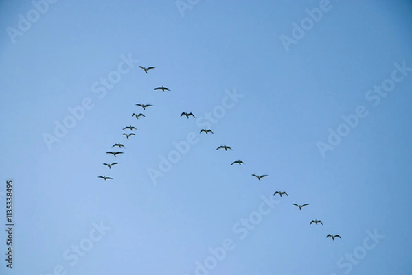 Fototapeta A flock of ducks flying in formation.
A flock of wild ducks flying in the blue sky. Ducks in a V formation in silhouette against the sky.