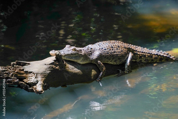 Obraz crocodile in the water lying on a fallen tree