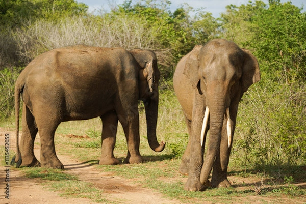 Obraz elephants in the wild in a nature reserve in sri lanka