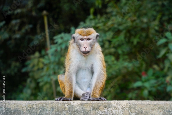 Fototapeta macaque on the rock in sri lanka