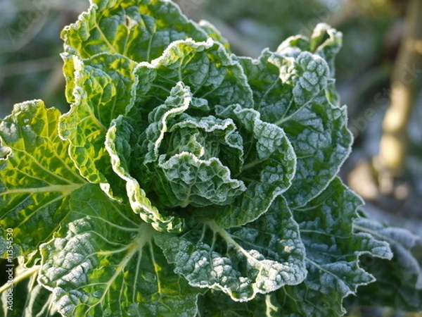 Fototapeta Kohl im Winter