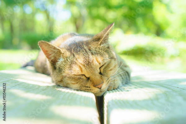 Fototapeta Take it slow