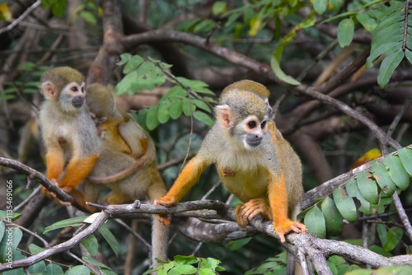Fototapeta Wild Common squirrel monkey in the Amazonian forest on the banks of the Rio Negro river on the islands in Anavilhanas National Park