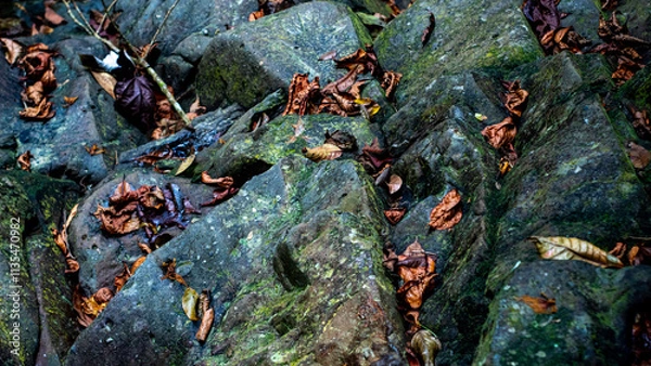 Obraz Moss-covered Rocks with Fallen Leaves