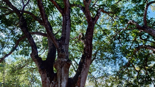 Fototapeta tree in the woods