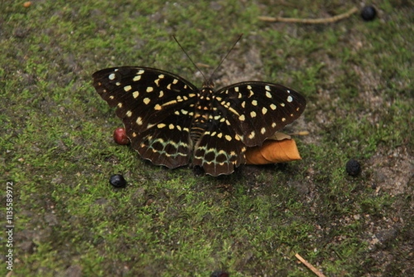 Obraz Butterfly on the ground in the rainforest