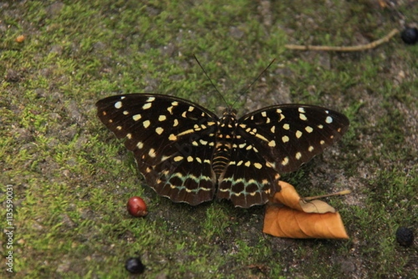 Obraz Butterfly on the ground in the rainforest