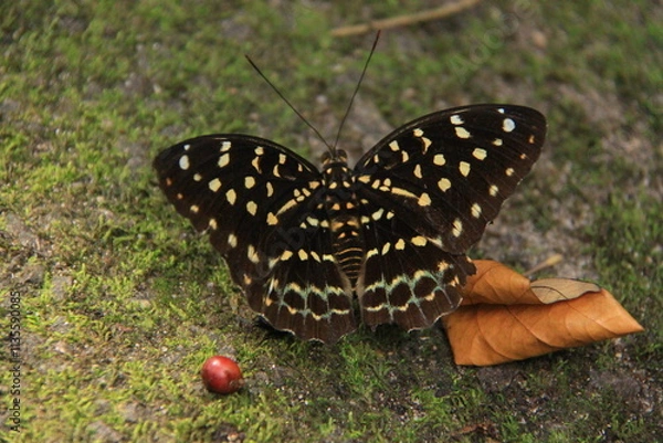Obraz Butterfly on the ground in the rainforest