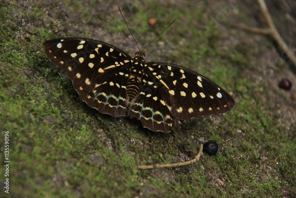 Obraz Butterfly on the ground in the rainforest