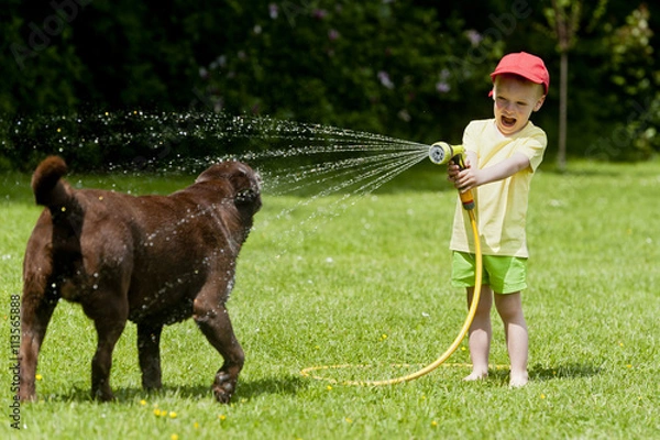Fototapeta Child playing with brown labrador using the hose with water