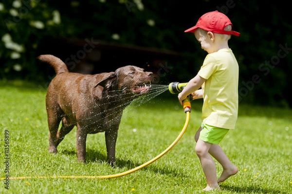 Fototapeta Child playing with brown labrador using the hose with water