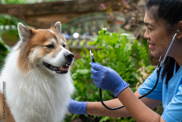 Obraz Close-up of a veterinarian checking a healthy Thai Bangkaew dog with a stethoscope surrounded by greenery. Female Vet Checking Dog’s Heartbeat in a Garden Setting 