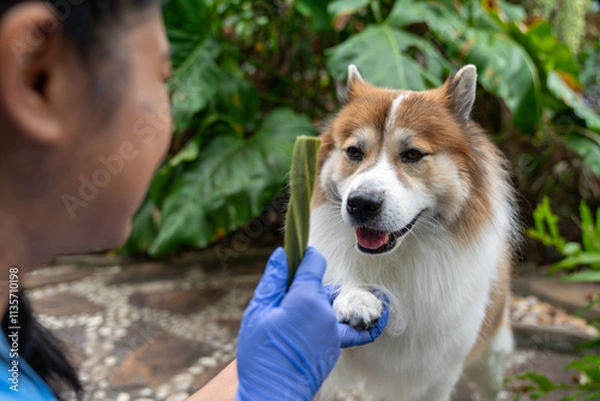 Obraz Thai Bangkaew dog examines an a treat offered by vet during health check in a relaxed outdoor environment. Veterinarian holds treat while curious dog sniffs, exploring natural remedies during checkup