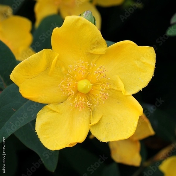 Obraz St. John's wort - Hypericum