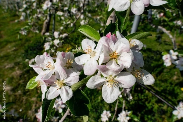 Obraz リンゴの花