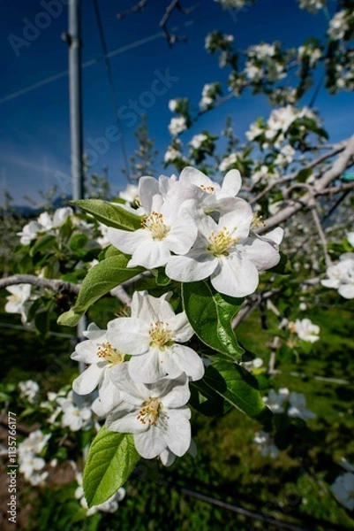 Obraz リンゴの花