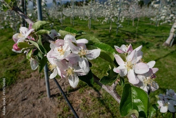 Obraz リンゴの花