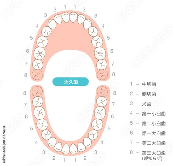 Fototapeta 永久歯の歯列とその名称の解説