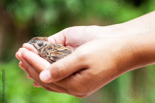 Obraz woman holding a dead bird
