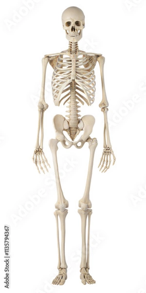 Obraz human skeleton front view isolated on white
