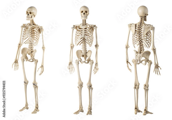 Obraz Set of realistic human skeleton front and back. isolated on white background with clipping path. cut-out.
