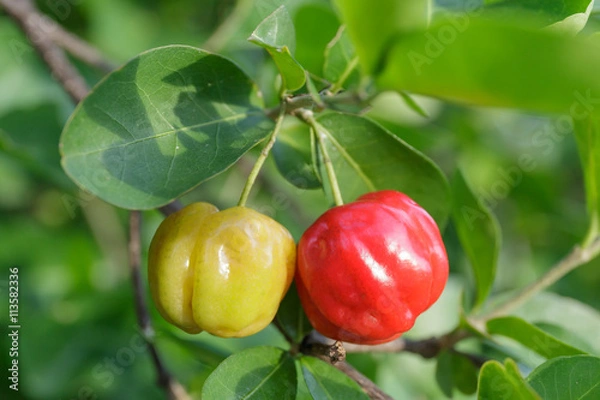 Obraz acerola cherry fruit on branch