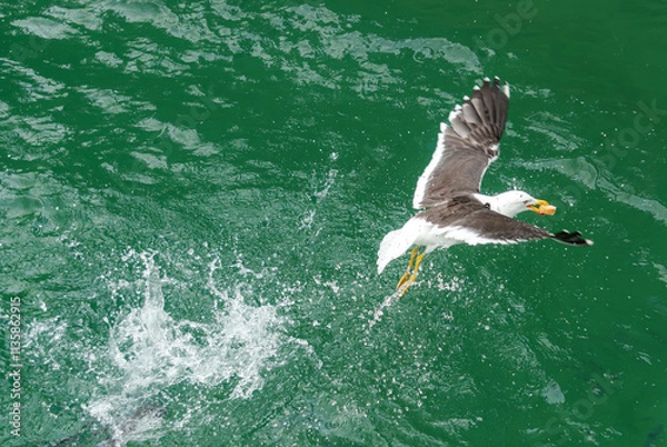 Obraz seagull in flight