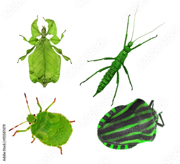 Fototapeta four green bugs on white