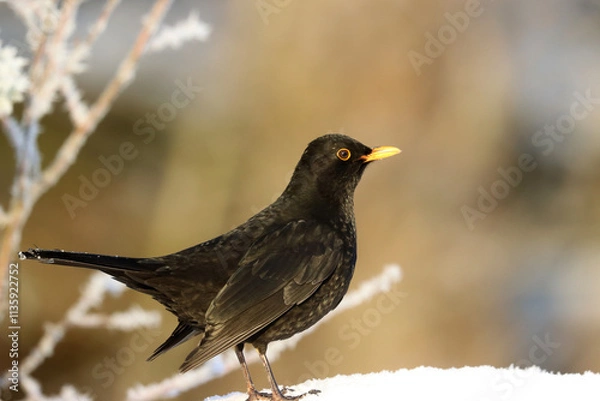 Fototapeta Blackbird