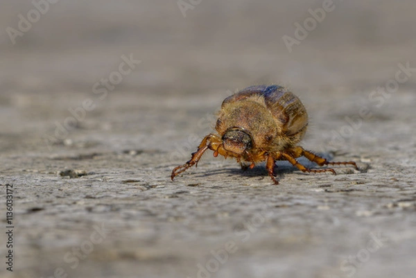 Obraz Hanneton aux reflets mordorés déambulant sur une dalle de pierre