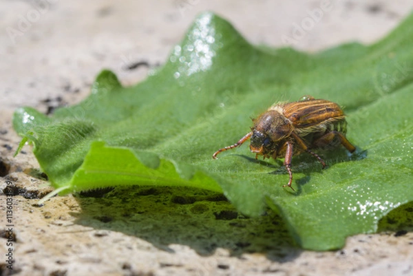 Obraz Hanneton aux reflets mordorés sur une feuille verte