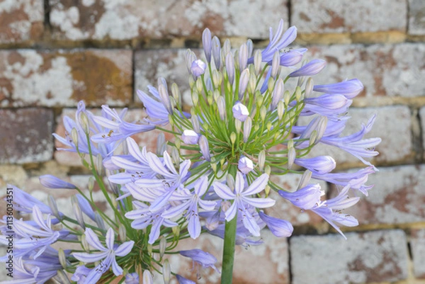 Obraz Fleur agapanthe à la teinte mauve et violet