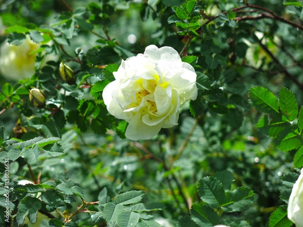 Obraz white fragrant rosehip blooms in summer