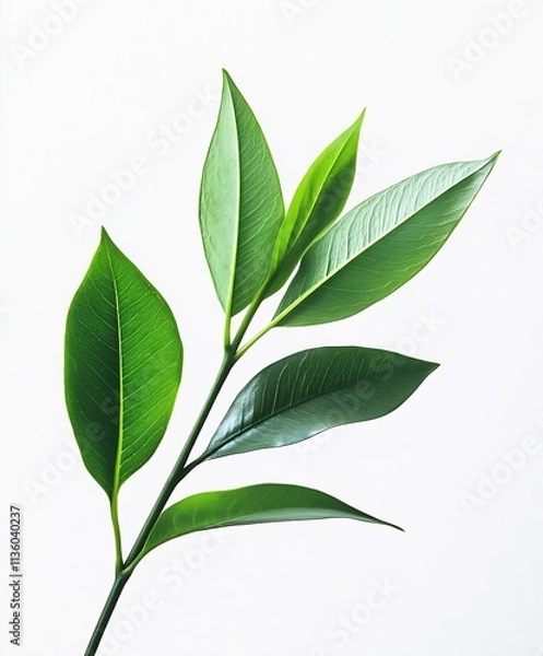 Obraz Vibrant Green Leaves on White Background Highlighting Natural Minimalism : Generative AI