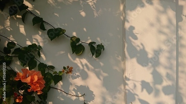 Fototapeta Background, Orange Bougainvillea and Leaves with Shadows on White Wall 
