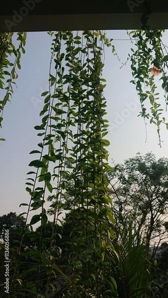 Fototapeta Nature Background, Green Hanging Vines with Sunlight and Clear Sky 
