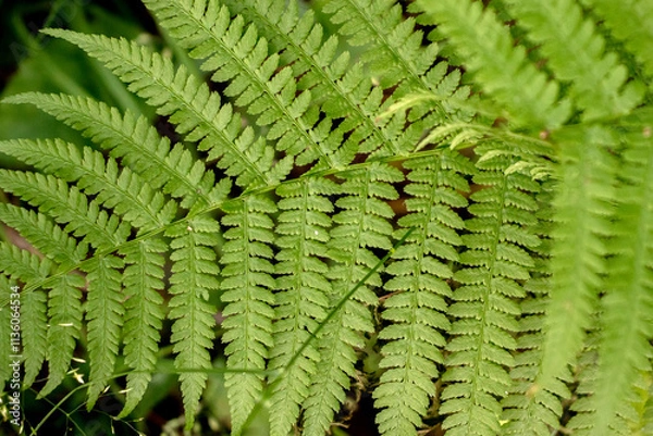 Obraz Fern leaf close-up. Green fern leaf illuminated by the sun. Fern, top view.
