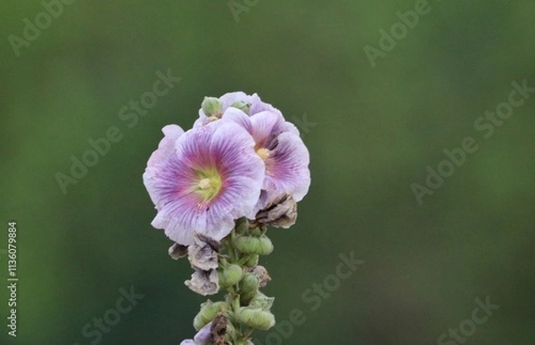 Obraz pink and white flower